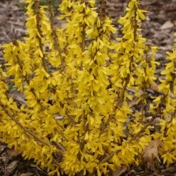 Show Off® Sugar Baby® Forsythia -Garden Plant Store Show Off Sugar Baby Forsythia with Yellow Flowers 36778.1549755034