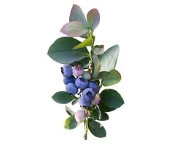 Silver Dollar® Blueberry -Garden Plant Store Silver Dollar Blueberries and Foliage 22273.1652732509