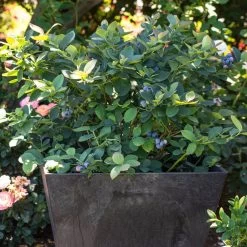 Silver Dollar® Blueberry