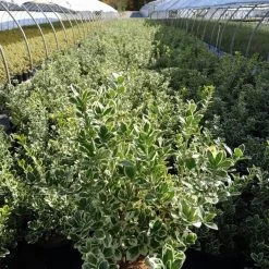 Silver Queen Euonymus