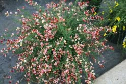 Sister Rosie® Scotch Broom -Garden Plant Store Sister Rosie Scotch Broom Bush Covered in Blooms 75242.1663094851