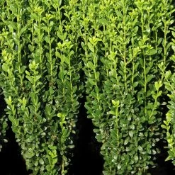 Sky Pencil Holly -Garden Plant Store Sky Pencil Holly Foliage and Leaves 58957.1585415481