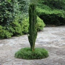 Sky Pencil Holly -Garden Plant Store Sky Pencil Holly With Mondo Grass 02392.1585415449