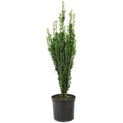 Sky Pencil Holly -Garden Plant Store Sky Pencil Holly in Container 69862.1585415472