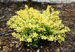 Brass Buckle® Japanese Holly -Garden Plant Store Small Brass Buckle Japanese Holly Bush 84344.1523139971
