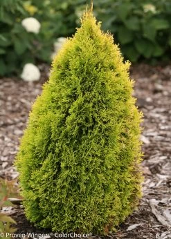 Filips Magic Moment Arborvitae -Garden Plant Store Small Filips Magic Moment Arborvitae Bush 63249.1523214802