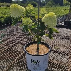 Fire Light Tidbit® Hydrangea Tree -Garden Plant Store Small Fire Light Tidbit Hydrangea Tree 15144.1688657576