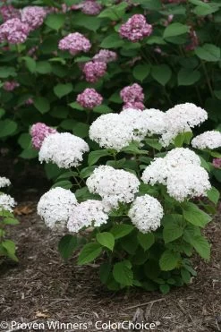 Invincibelle Limetta® Hydrangea -Garden Plant Store Small Invincibelle Limetta Hydrangea Shrub Flowering 09417.1517770890