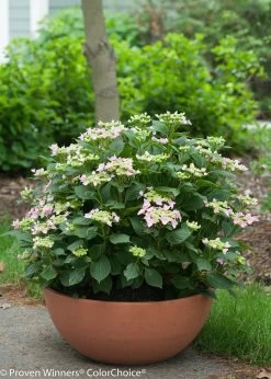 Let's Dance® Starlight Hydrangea -Garden Plant Store Small Lets Dance Starlight Hydrangea in Garden Pot 56835.1517774928