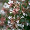 Ruby Anniversary® Abelia -Garden Plant Store Small Ruby Anniversary Abelia Flowers Up Close 19513.1519010734