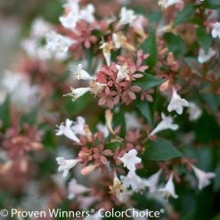 Ruby Anniversary® Abelia