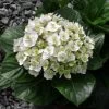 Wedding Gown Hydrangea -Garden Plant Store Small Wedding Gown Hydrangea Shrub With Flower 01481.1579315095