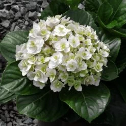 Wedding Gown Hydrangea