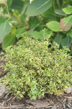 Wedding Ring® Boxwood 10 Wedding Ring® Boxwood -Garden Plant Store Small Wedding Ring Boxwood Bush 01545.1519182048