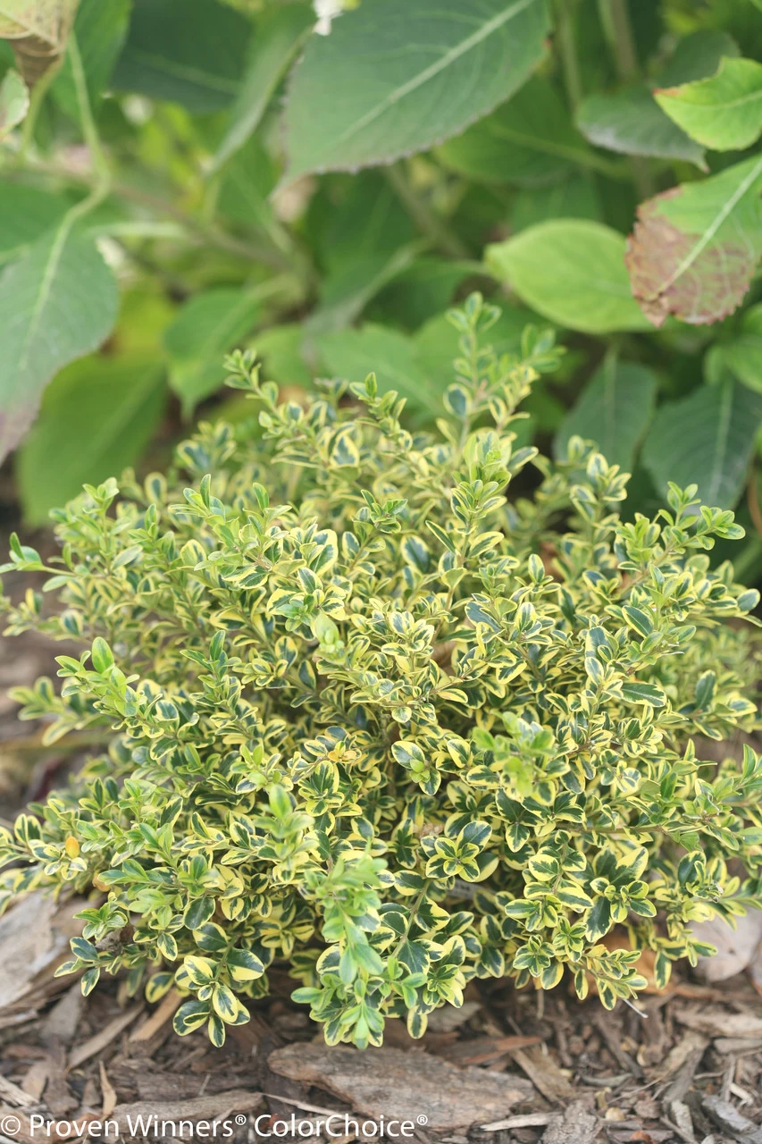 Wedding Ring® Boxwood 6 Wedding Ring® Boxwood - Image 4