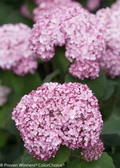 Incrediball® Blush Hydrangea 14 Incrediball® Blush Hydrangea -Garden Plant Store Smooth Incrediball Blush Hydrangea Flowers 20951.1517771560