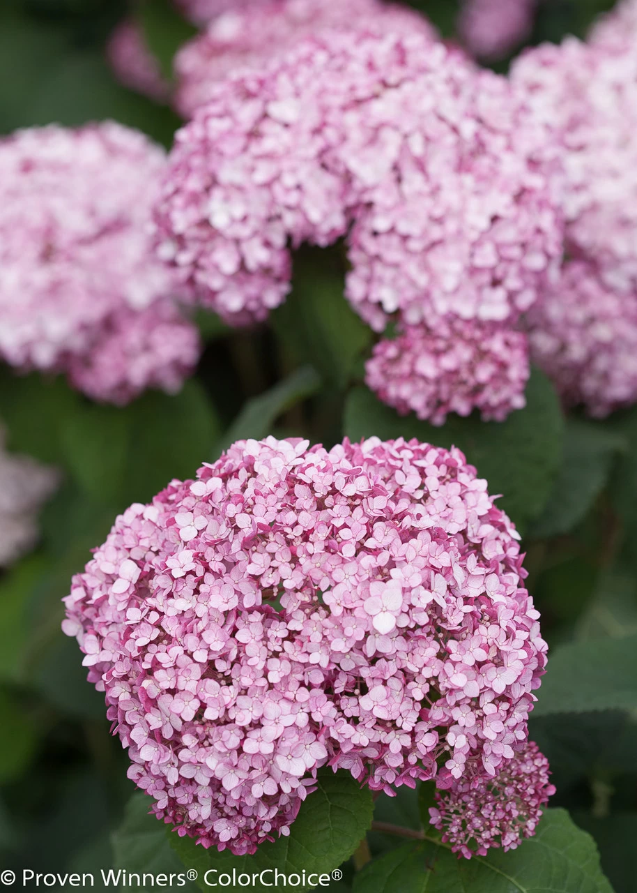 Incrediball® Blush Hydrangea 8 Incrediball® Blush Hydrangea - Image 6