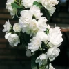 Snow White™ Mockorange -Garden Plant Store Snow White Mockorange Flower Close Up 24756.1649258620
