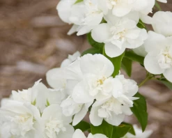 Snow White™ Mockorange -Garden Plant Store Snow White Mockorange Flowering 62517.1650268913