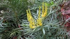 Soft Caress Mahonia -Garden Plant Store Soft Caress Mahonia Blooms 88266.1499387606