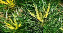 Soft Caress Mahonia -Garden Plant Store Soft Caress Mahonia Flowers and Foliage 80524.1640064387