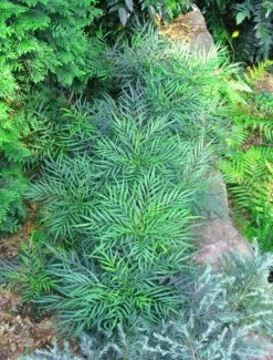 Soft Caress Mahonia -Garden Plant Store Soft Caress Mahonia Foliage 23997.1499387585