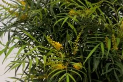 Soft Caress Mahonia -Garden Plant Store Soft Caress Mahonia Leaves and Foliage 62966.1499387588