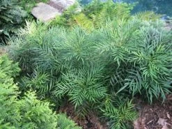 Soft Caress Mahonia -Garden Plant Store Soft Caress Mahonia Plants 86539.1498425422