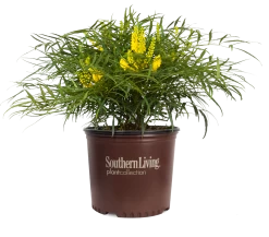 Soft Caress Mahonia -Garden Plant Store Soft Caress Mahonia in Branded Pot 93055.1507167577