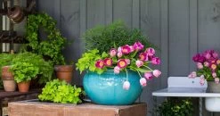 Soft Caress Mahonia -Garden Plant Store Soft Caress Mahonia in Garden Planter 79761.1640064370