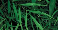 Soft Caress Mahonia -Garden Plant Store Soft Caress Mahonia leaves close up 73840.1640064376