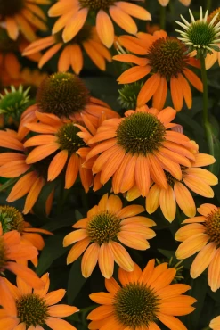 Soft Orange Coneflower -Garden Plant Store Soft Orange Coneflower Blooming 09246.1649090546