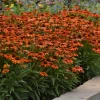 Soft Orange Coneflower -Garden Plant Store Soft Orange Coneflower in Patio Pot 27466.1649090497