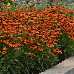 Soft Orange Coneflower