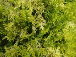 Soft Serve® Gold False Cypress 8 Soft Serve® Gold False Cypress -Garden Plant Store Soft Serve Gold False Cypress Close Up 53445.1610643458