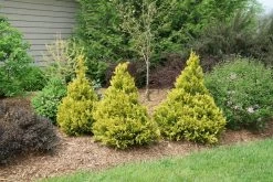 Soft Serve® Gold False Cypress 9 Soft Serve® Gold False Cypress -Garden Plant Store Soft Serve Gold False Cypress In The Landscape 74475.1610643460