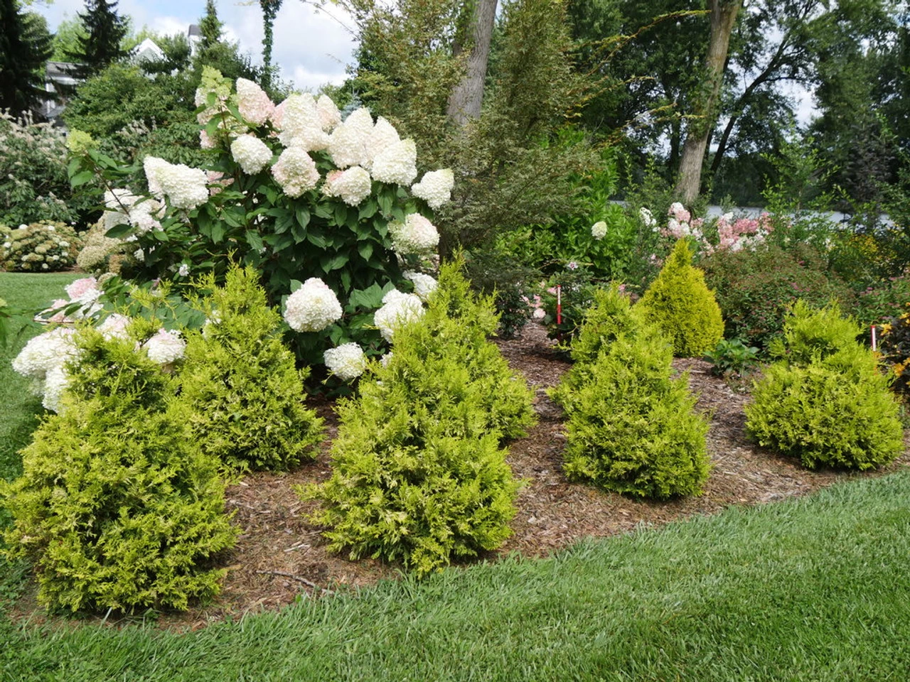 Soft Serve® Gold False Cypress 4 Soft Serve® Gold False Cypress - Image 2