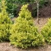 Soft Serve® Gold False Cypress -Garden Plant Store Soft Serve Gold False Cypress Shrub 77565.1610643452