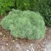 Soft Touch White Pine -Garden Plant Store Soft Touch White Pine Bush 98086.1664378121