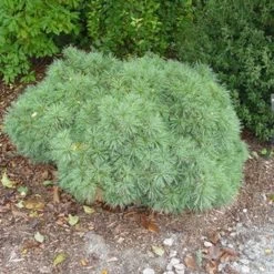 Soft Touch White Pine