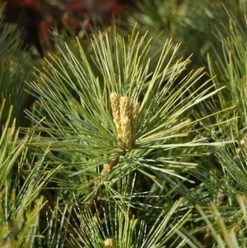 Soft Touch White Pine -Garden Plant Store Soft Touch White Pine Needles Leaves 67215.1664378126
