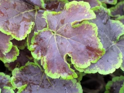 Solar Eclipse Heucherella -Garden Plant Store Solar Eclipse Heucherella Foliage Close Up 57299.1647352781