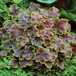 Solar Eclipse Heucherella