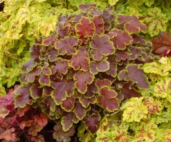 Solar Eclipse Heucherella -Garden Plant Store Solar Eclipse Heucherella Growing in the Sunlight 45121.1647352832