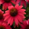 Sombrero® Baja Burgundy Coneflower -Garden Plant Store Sombrero Baja Burgundy Coneflower blooming 81931.1644208542