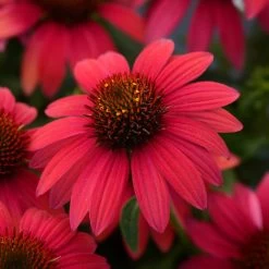 Sombrero® Baja Burgundy Coneflower