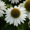 Sombrero® Blanco Coneflower -Garden Plant Store Sombrero Blanco Coneflower Plant Blooming 20602.1612541472