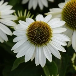 Sombrero® Blanco Coneflower