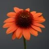 Sombrero® Flamenco Orange Coneflower -Garden Plant Store Sombrero Flamenco Orange Coneflower Close Up 08302.1612541768