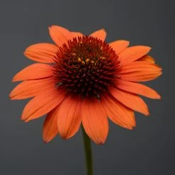 Sombrero® Flamenco Orange Coneflower